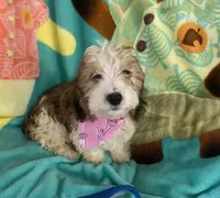 Mercy, a male Dachshund and Yorkshire Terrier for sale in Centre, AL – 3 of 3