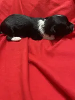 Abbie, a female Yorkipoo for sale in Centre, AL – Photo 3 of 3