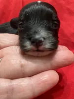 Abbie, a female Yorkipoo for sale in Centre, AL – Photo 1 of 3