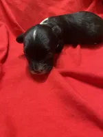 Abbie, a female Yorkipoo for sale in Centre, AL – Photo 2 of 3