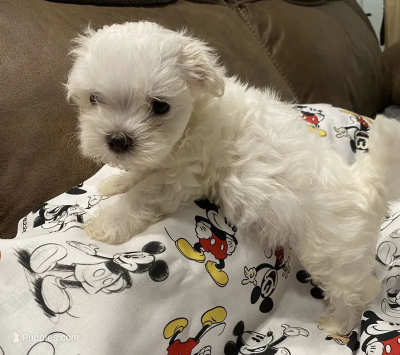 Jessie – Morkie puppy for sale in Centre, AL