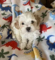 Sadie, a female Maltipoo for sale in Centre, AL – Photo 2 of 3