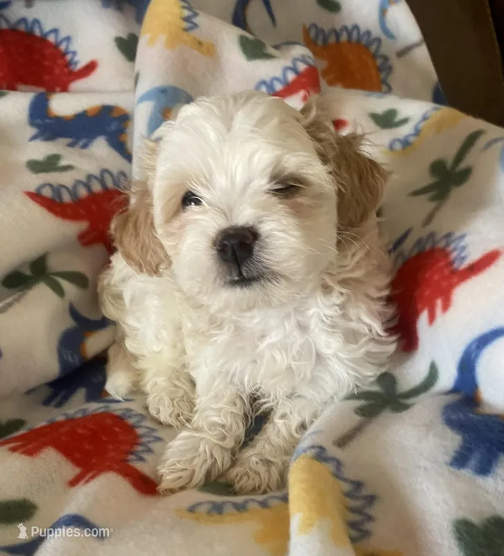 Sadie, a female Maltipoo for sale in Centre, AL – Photo 1 of 3