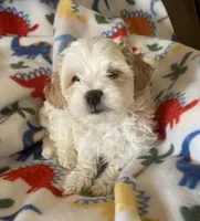 Sadie, a female Maltipoo for sale in Centre, AL – Photo 1 of 3