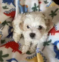 Sadie, a female Maltipoo for sale in Centre, AL – Photo 3 of 3