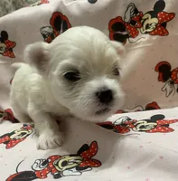 Luna, a female Maltese for sale in Centre, AL – 2 of 3