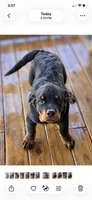 Rottie Boy, a male Rottweiler for sale in Centre, AL – 4 of 4