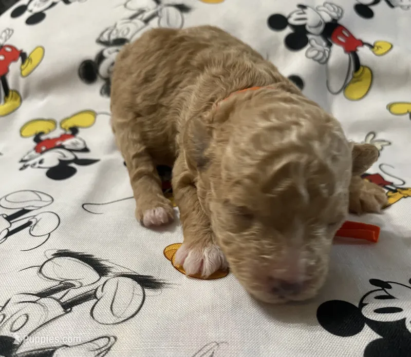 Juno – Maltipoo puppy for sale in Centre, AL