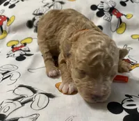 Juno, a male Maltipoo for sale in Centre, AL – 1 of 4