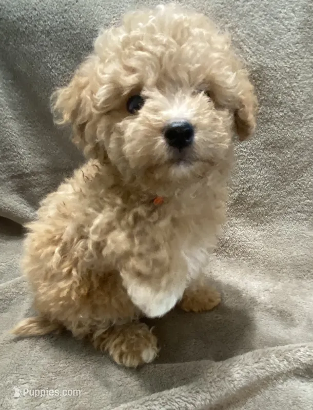 Juno – Maltipoo puppy for sale in Centre, AL