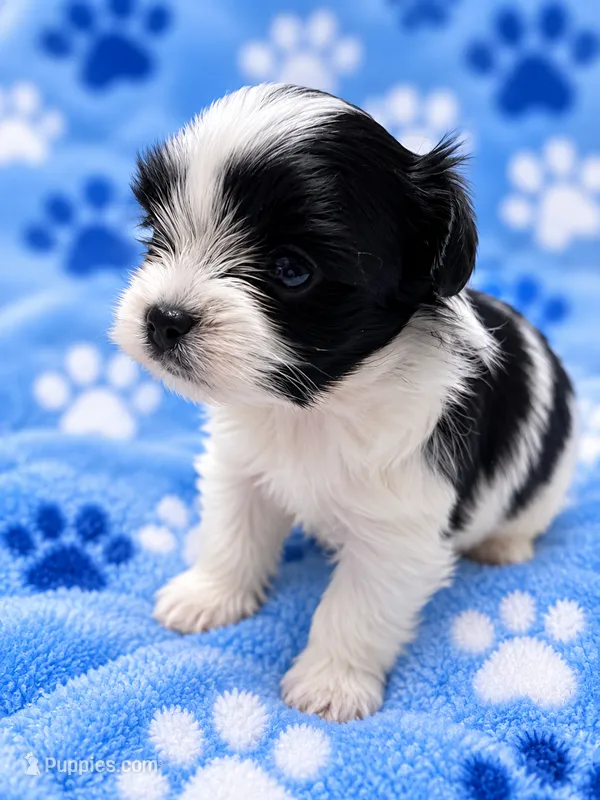 Milo – Yorkshire Terrier puppy for sale in Centre, AL