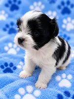 Milo, a male Yorkshire Terrier for sale in Centre, AL – 1 of 3
