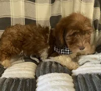 Bruno, a male Dachshund for sale in Centre, AL – 3 of 4