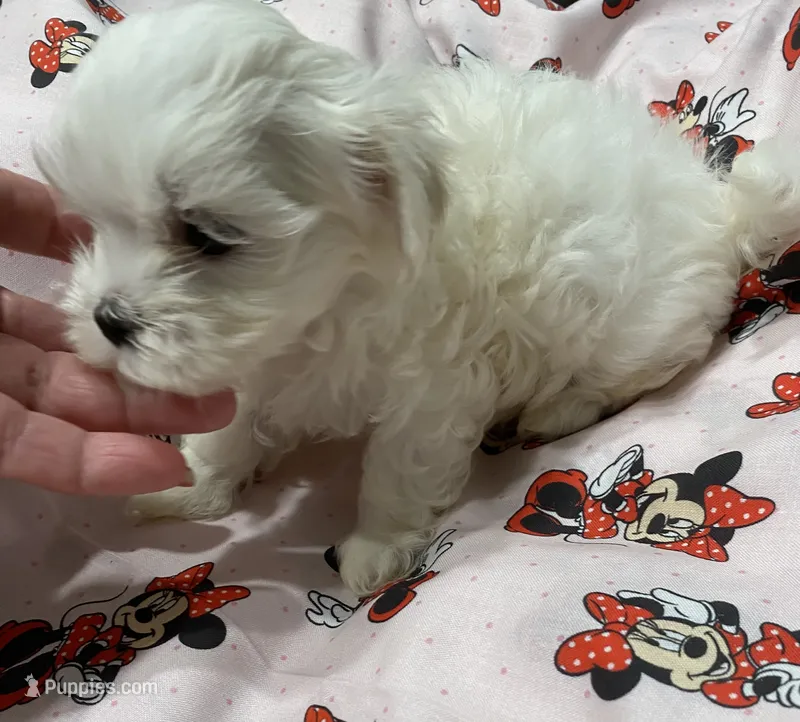 Angel – Morkie puppy for sale in Centre, AL