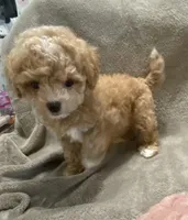 Tucker, a male Maltipoo for sale in Centre, AL – 4 of 4