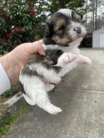 Bucky, a male Morkie for sale in Centre, AL – Photo 3 of 4