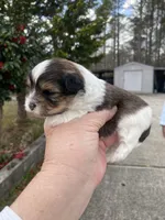 Bucky, a male Morkie for sale in Centre, AL – Photo 1 of 4