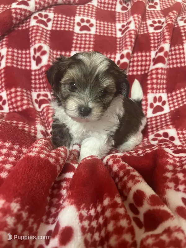 Bucky – Morkie puppy for sale in Centre, AL