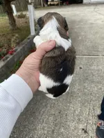 Bucky, a male Morkie for sale in Centre, AL – Photo 4 of 4