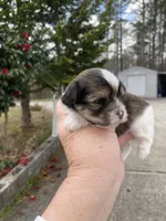 Bucky, a male Morkie for sale in Centre, AL – Photo 2 of 4