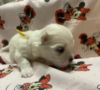 Luna, a female Maltese for sale in Centre, AL – 3 of 3
