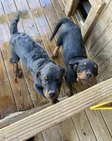 Rottie Boy, a male Rottweiler for sale in Centre, AL – 2 of 4