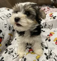 Milo, a male Yorkshire Terrier for sale in Centre, AL – 3 of 4