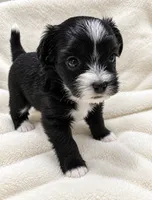 Sadie, a female Yorkshire Terrier for sale in Centre, AL – 2 of 3
