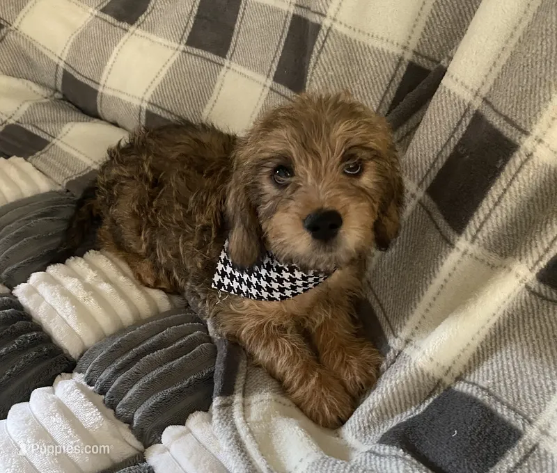Thor – Dachshund, Yorkshire Terrier puppy for sale in Centre, AL