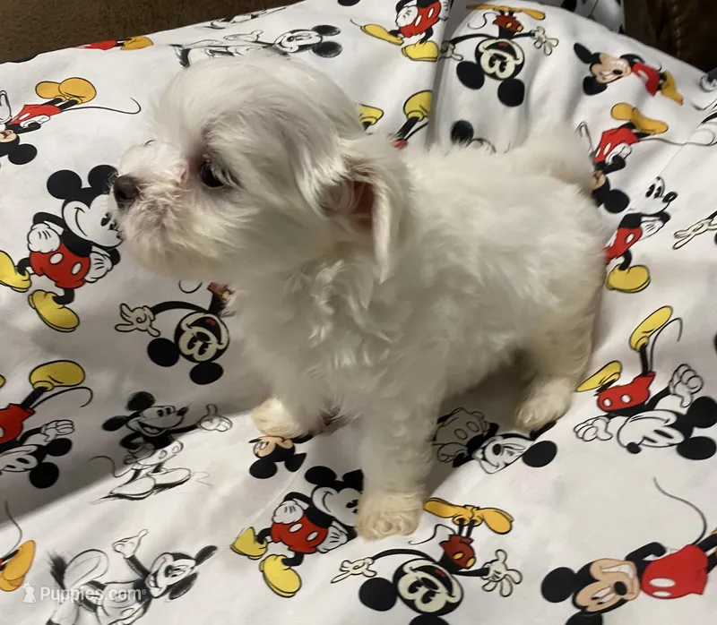 Carter – Morkie puppy for sale in Centre, AL