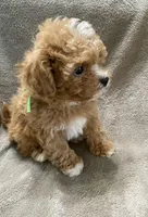 Luke, a male Maltipoo for sale in Centre, AL – 3 of 4