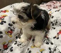 Milo, a male Yorkshire Terrier for sale in Centre, AL – 2 of 4