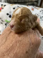 Luke, a male Maltipoo for sale in Centre, AL – 3 of 4