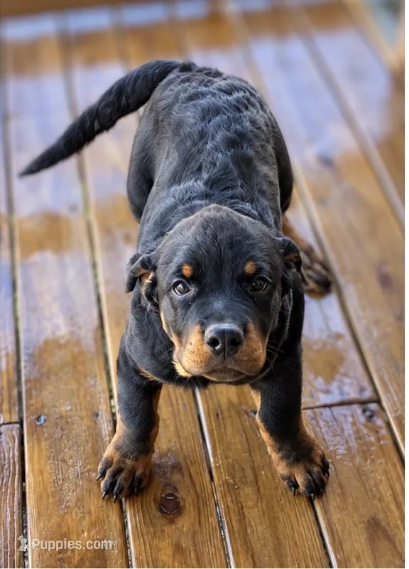 Rottie Boy – Rottweiler puppy for sale in Centre, AL
