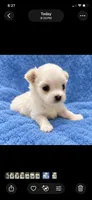 Toby, a male Morkie for sale in Centre, AL – 3 of 4