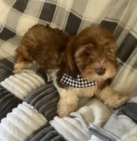 Hank, a male Dachshund for sale in Centre, AL – 3 of 3