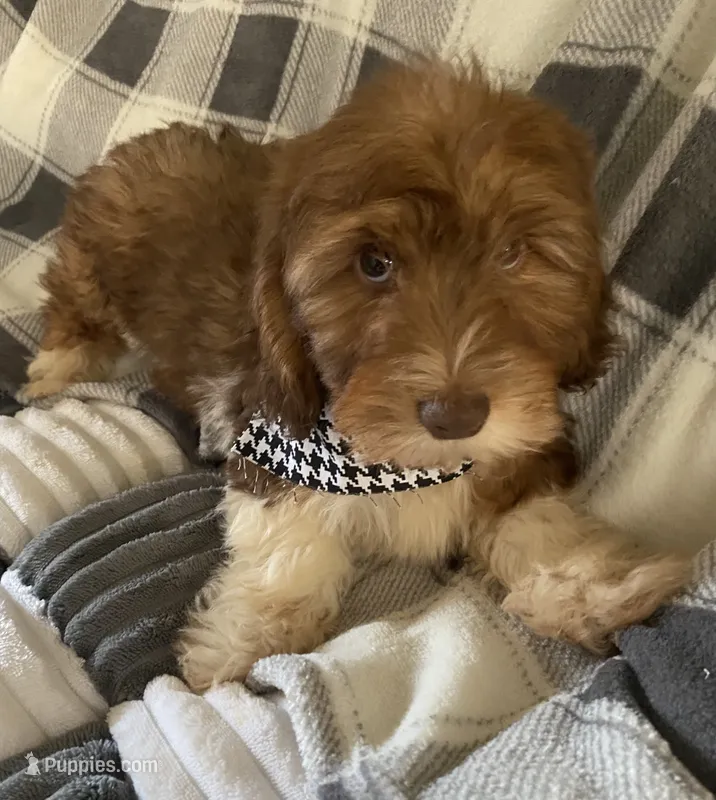 Hank – Dachshund puppy for sale in Centre, AL
