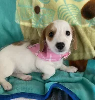 Dottie, a male Dachshund and Yorkshire Terrier for sale in Centre, AL – 1 of 3