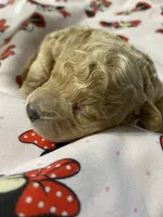 Sadie, a female Maltipoo for sale in Centre, AL – 4 of 4