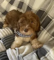 Hank, a male Dachshund for sale in Centre, AL – 2 of 3