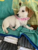 Dottie, a male Dachshund and Yorkshire Terrier for sale in Centre, AL – 2 of 3