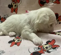 Mattie, a female Maltese for sale in Centre, AL – 2 of 3