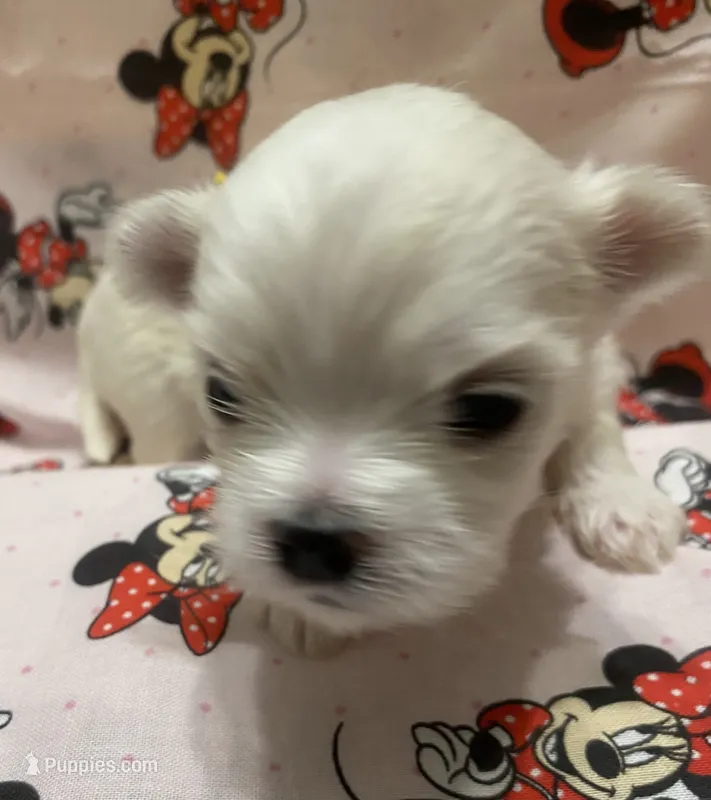 Luna – Maltese puppy for sale in Centre, AL