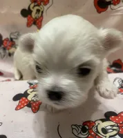 Luna, a female Maltese for sale in Centre, AL – 1 of 3