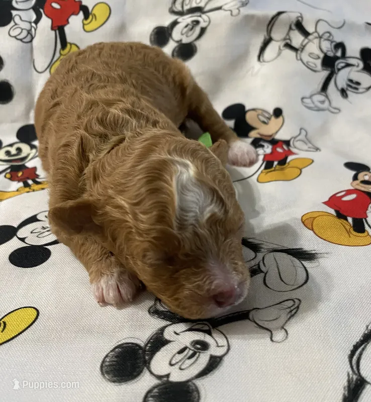 Luke – Maltipoo puppy for sale in Centre, AL
