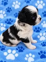 Milo, a male Yorkshire Terrier for sale in Centre, AL – 3 of 3