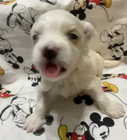 Toby, a female Maltese for sale in Centre, AL – 3 of 3
