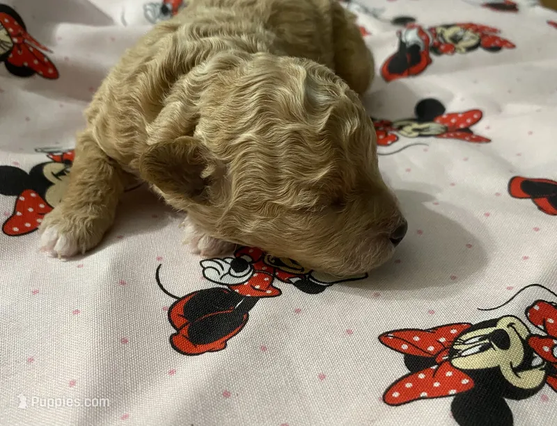 Sadie – Maltipoo puppy for sale in Centre, AL