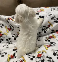 Carter, a male Morkie for sale in Centre, AL – 3 of 3