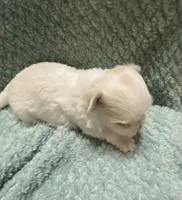 Toby, a male Morkie for sale in Centre, AL – 4 of 4